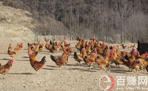 退休在家里做什么能賺錢?發揮余熱，利人利己！ 第1張