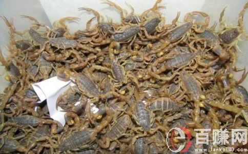 養蝎子賺錢嗎?養蝎子項目效益分析! 第1張 養蝎子賺錢嗎?養蝎子項目效益分析! 第1張
