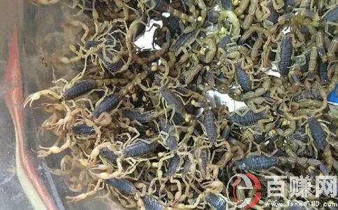 養蝎子賺錢嗎?養蝎子項目效益分析! 第2張 養蝎子賺錢嗎?養蝎子項目效益分析! 第2張