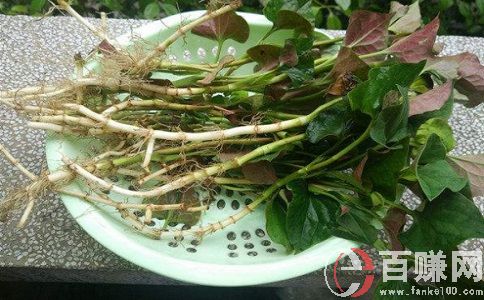 農場種蔬菜賺錢嗎?農場種什么最賺錢? 第1張