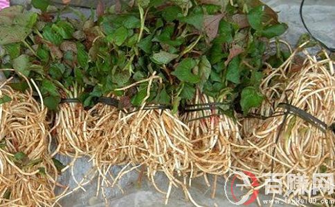 農場種蔬菜賺錢嗎?農場種什么最賺錢? 第2張