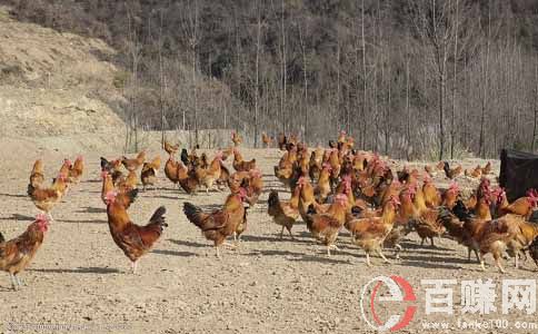 農村現在干什么賺錢?這十個真的很賺錢! 第2張
